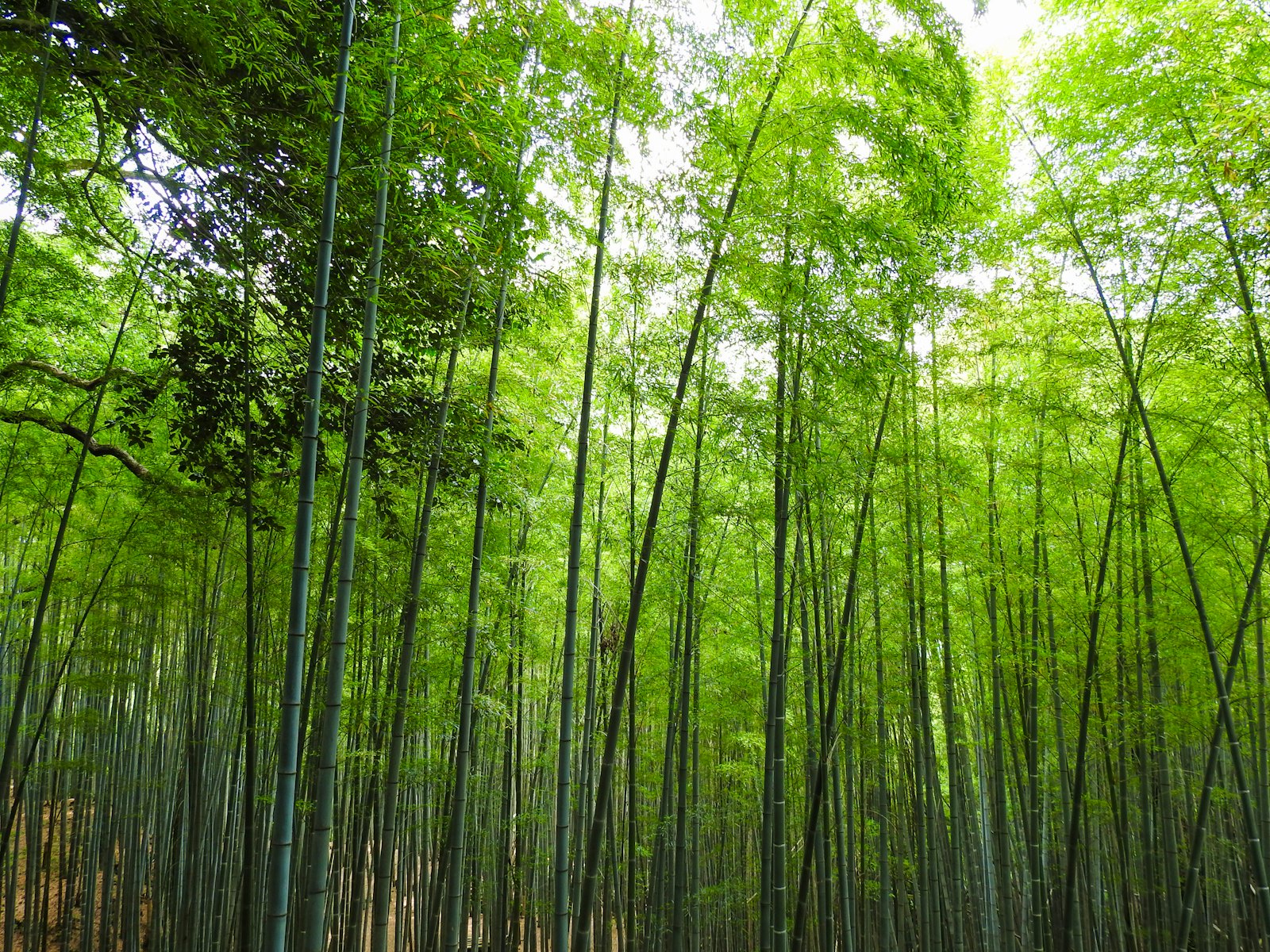 Bamboo forest