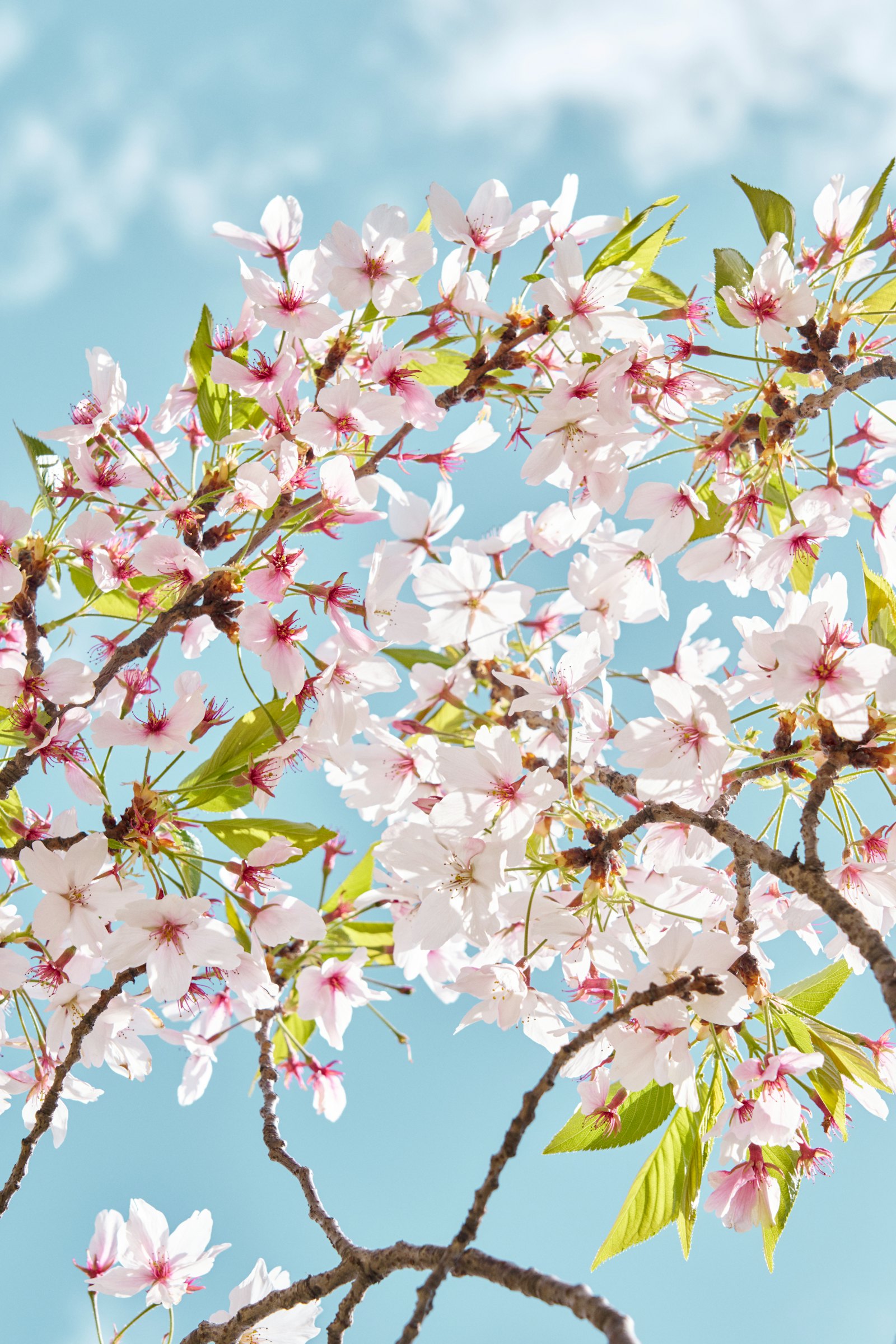 Cherry blossoms